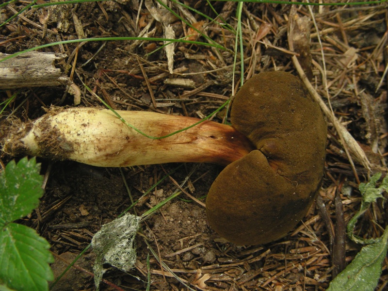 Phylloporus rhodoxanthus, finalmente!!!